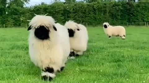 "Sheep Joy: Fluffy Fun in the Meadow! 🐑🌾 #FluffyMischief"