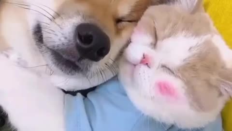 This Cat and Dog are best friends