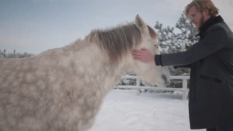 earded man playing with beautiful white dappled horse at winter ranch