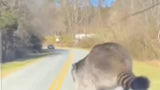 Animal: Racoon jumps off moving car hood