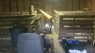 Goat Gets Head Stuck in Traffic Cone