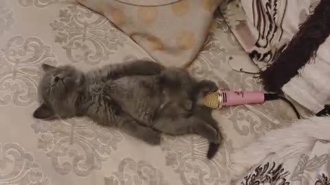 Cat farting into microphone - LOOOOOL 😂