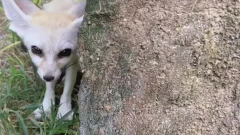 Fennec fox