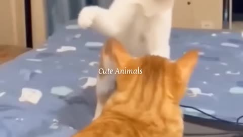 FUNNY ANIMALS VIDEOS