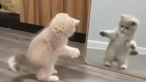Funny Cat Mirror Effect