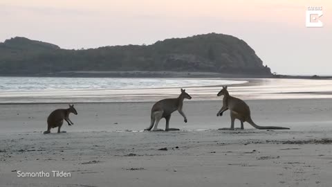 Kangaroos Caught Fighting On Australian Beach