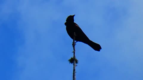 Red-winged blackbird