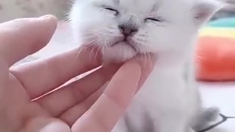 cute kitten baby cat funny cat