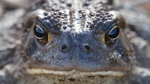 Woodhouse's Toad Animal