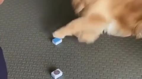 Smart Dog With Amazing Memory #shorts #viral #shortsvideo #video