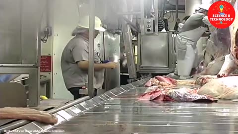 Modern Farm-Beef factory Processing