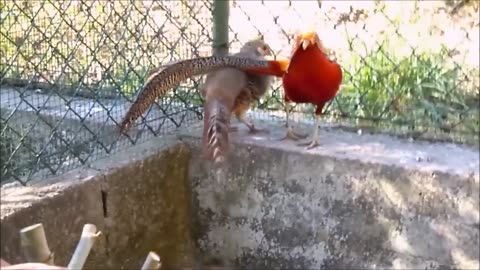 A Captivating Display: Golden Pheasants and Wading Birds in Majestic Harmony