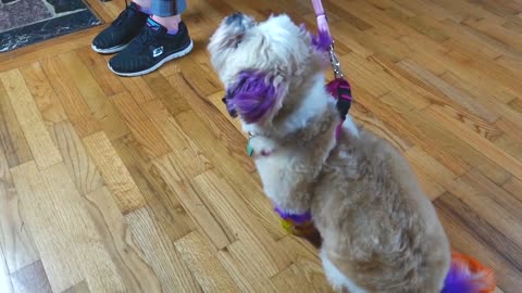 Stop Dog From Pulling: Back Clip Harness