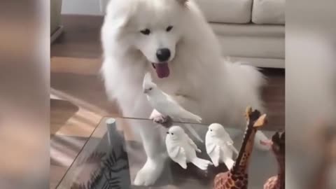 Dog Holds Little Bird on Paw