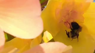 THE LITTLE POLLINATOR