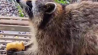 Sunny The Raccoon Gets A Helping Hand With Her Apple. #shorts