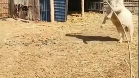 Interesting animal video.