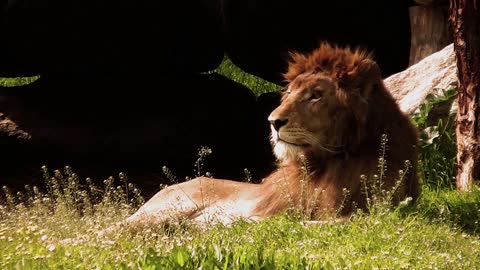 Lion lie in nature