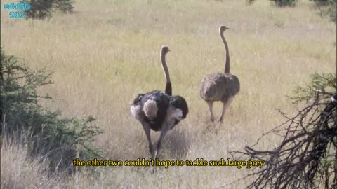 Three Cheethas vs ostrich