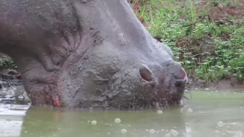Hippo drinking water