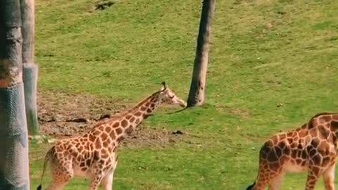 Giraffes walk together in an orderly fashion toward an early dinner.
