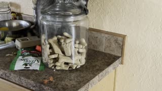 Clever Raccoon Breaks Into Treat Jar Jackpot