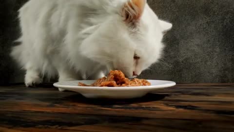 Cat Eating Videos