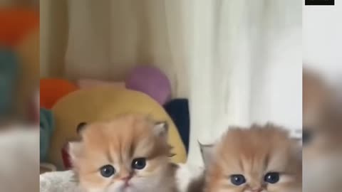 cat meowing❤️