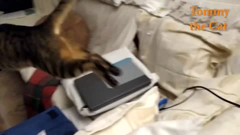 Cat PROVES he could CATCH A MOUSE in real life