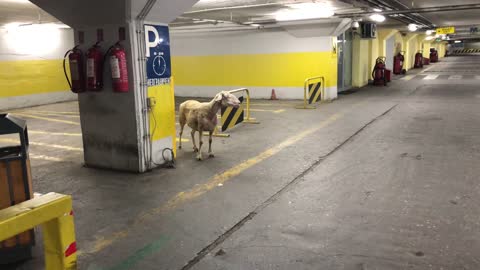 Finding a Sheep in a Parking Garage