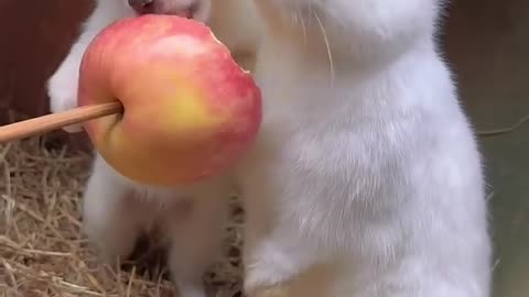 Dog and bunny chew apples together