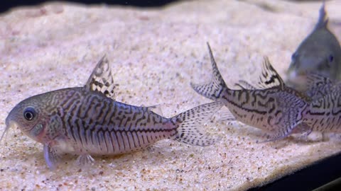 Corydoras Sodalis