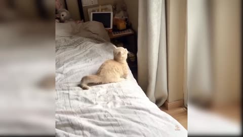 VERY FUNNY CAT VIDEO