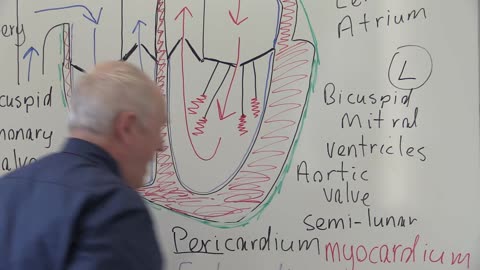 Cardiovascular System 1, Heart, Structure and Function