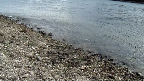 Reverend Crystal Cox Ramble Marrowstone Island Beach Walk