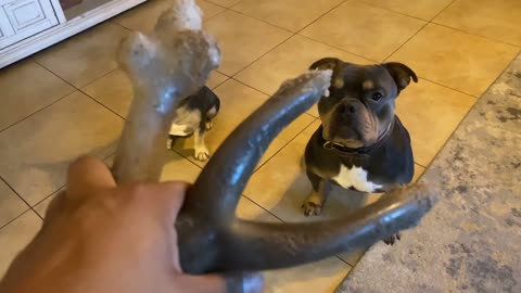 ASMR Prince the French bulldog and Romeo the bully enjoying their favourite bones