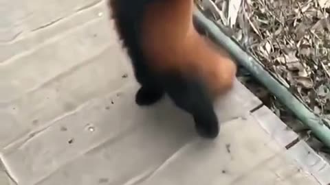 I'm not afraid of you. Let's duel. #fy #fyp #trending #cute #redpanda #duel