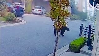 Moment bear comes at child before man jumps out to scare away