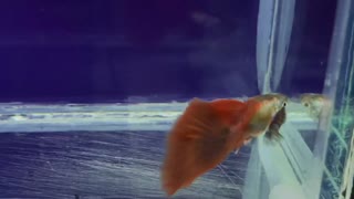 Guppy Fish. I.D Platinum HB Red Tail Guppy