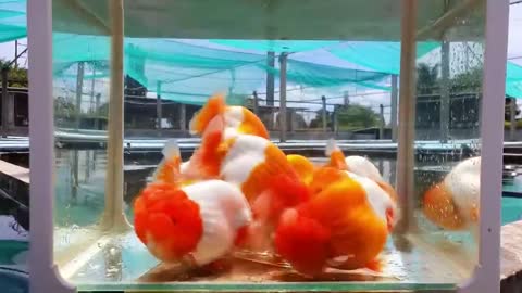 The most beautiful thailand goldfish collection-5