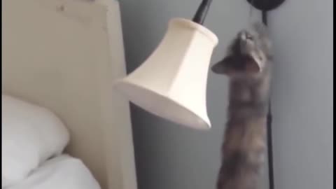 Funny cat