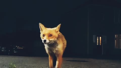 Fox destroying mobile funny 😆