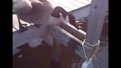 Canadian goose freaks out at a dog