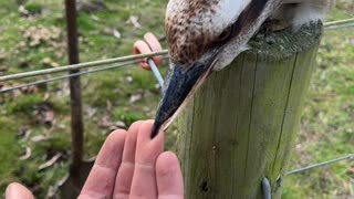 Kookaburra Mistakes Finger For Food
