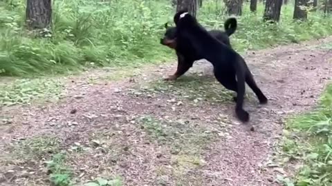 Black panther luna & rottweiler 🔥