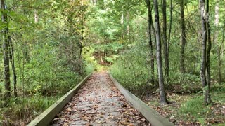 Sounds of Nature: Another bridge