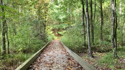 Sounds of Nature: Another bridge