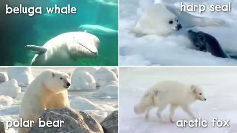 A Walk in the Arctic for Kids - Educational Video for Early Learners