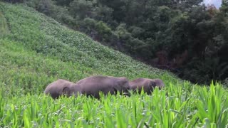 Elefantes causan sensación durante su camino de regreso a casa [Video]