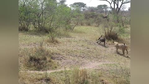 unbelievable baboon attacks lion